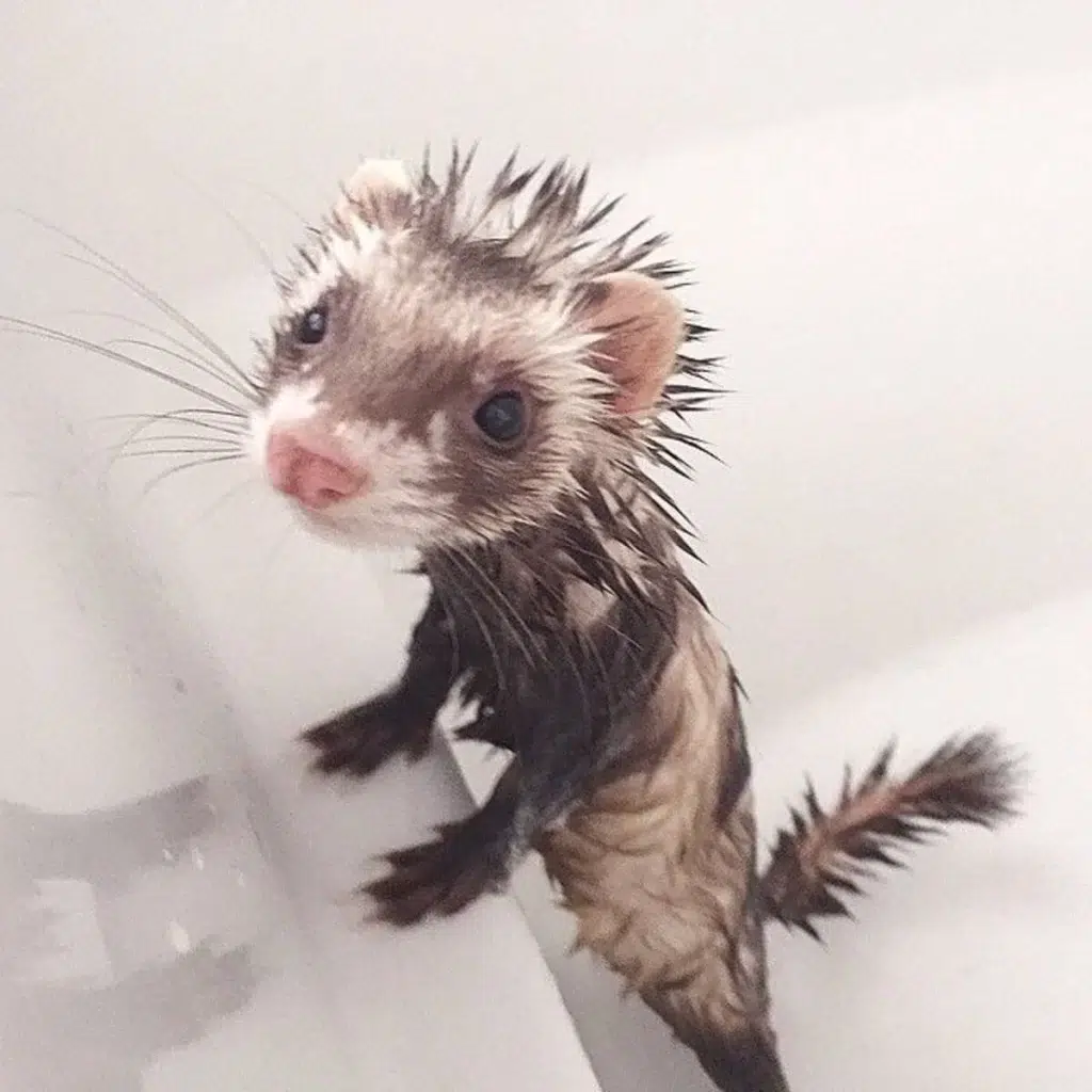 Guía de como bañar a un Hurón