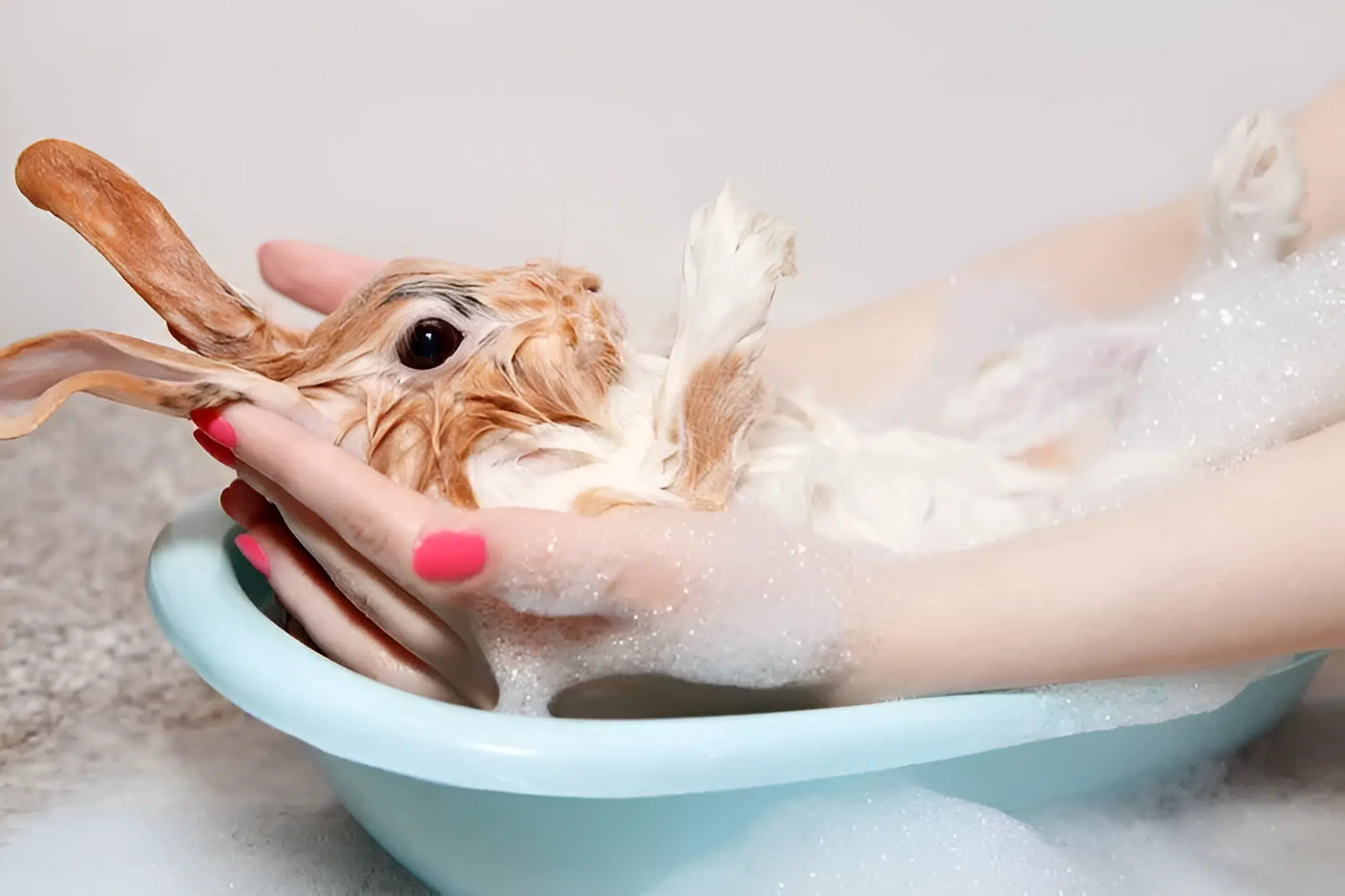 cómo bañar a tu conejo