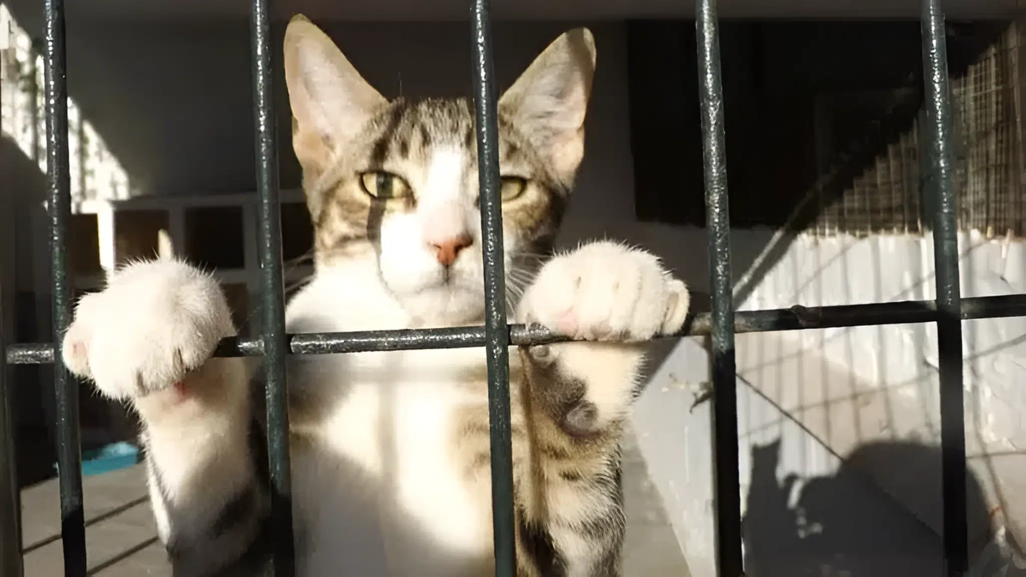 Guía de lo que necesitas cuando adoptas un Gato