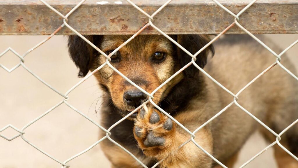 Guía de lo que necesitas cuando adoptas un Perro