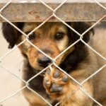 Guía de lo que necesitas cuando adoptas un Perro