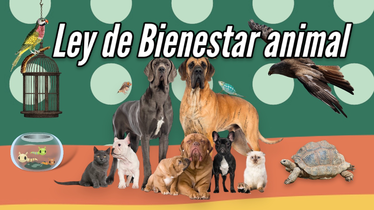 ley de bienestar animal 2023