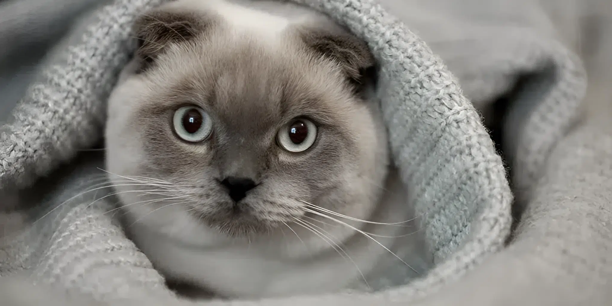 Guía de lo que necesitas cuando adoptas un Gato