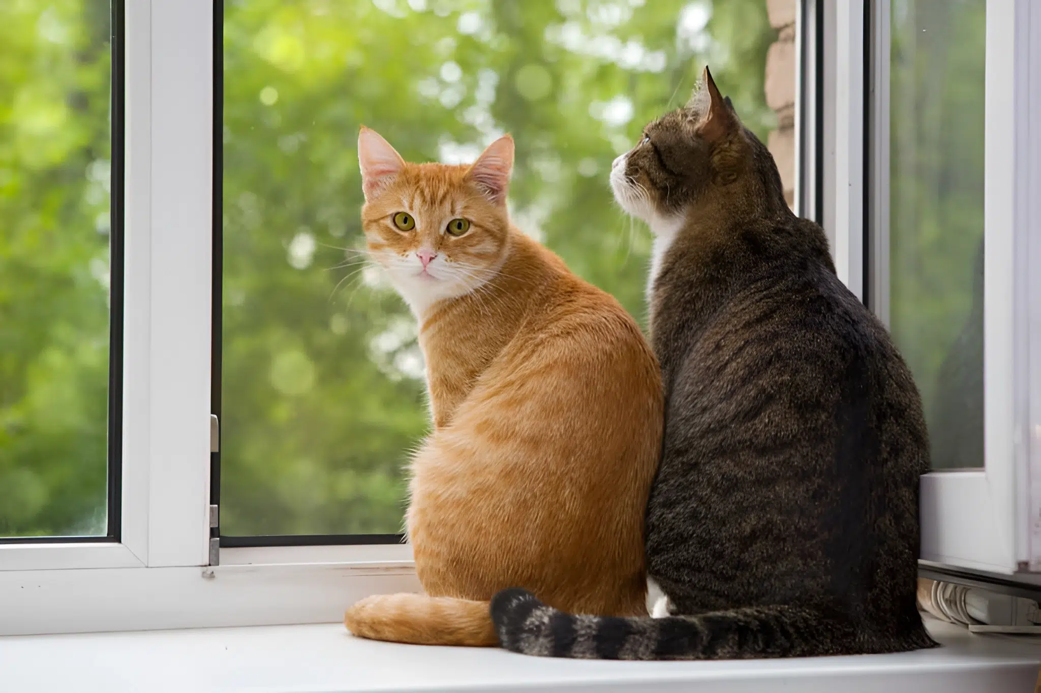 Guía de lo que necesitas cuando adoptas un Gato