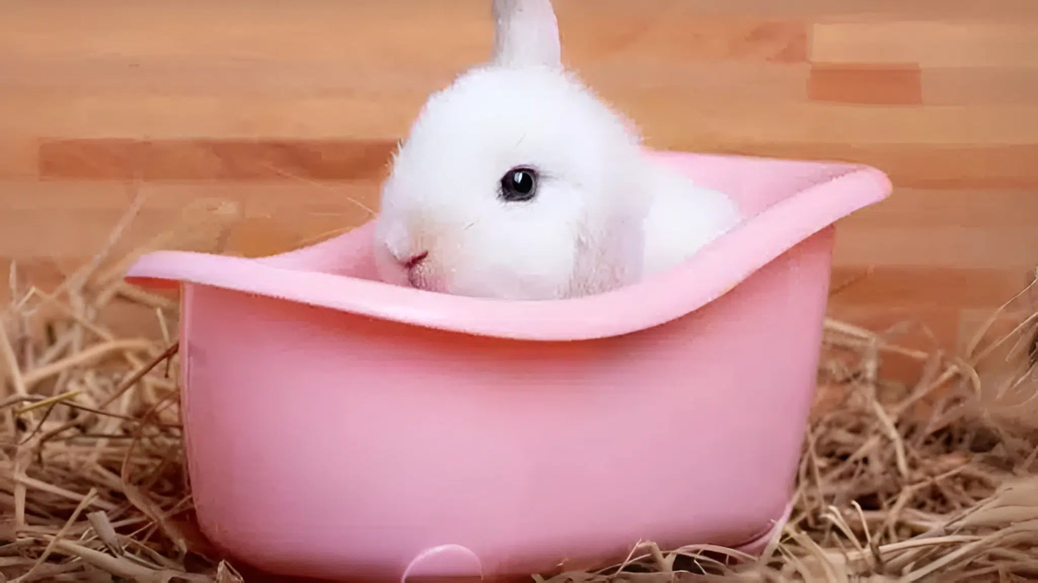 cómo bañar a tu conejo