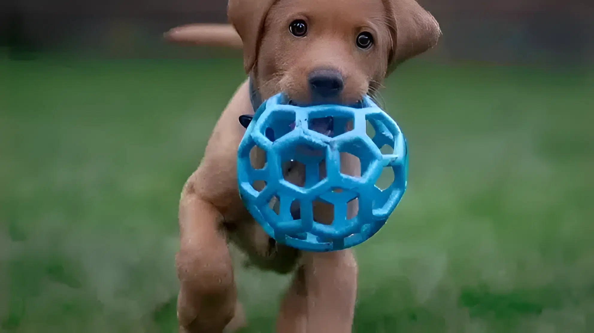 Guía de lo que necesitas cuando adoptas un Perro