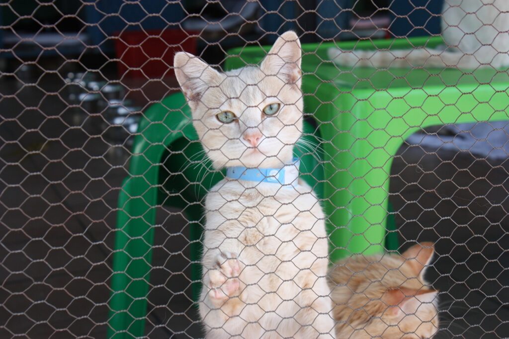 Guía de lo que necesitas cuando adoptas un Gato