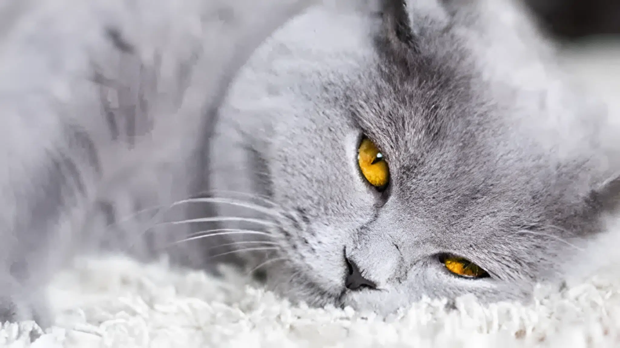Guía de lo que necesitas cuando adoptas un Gato