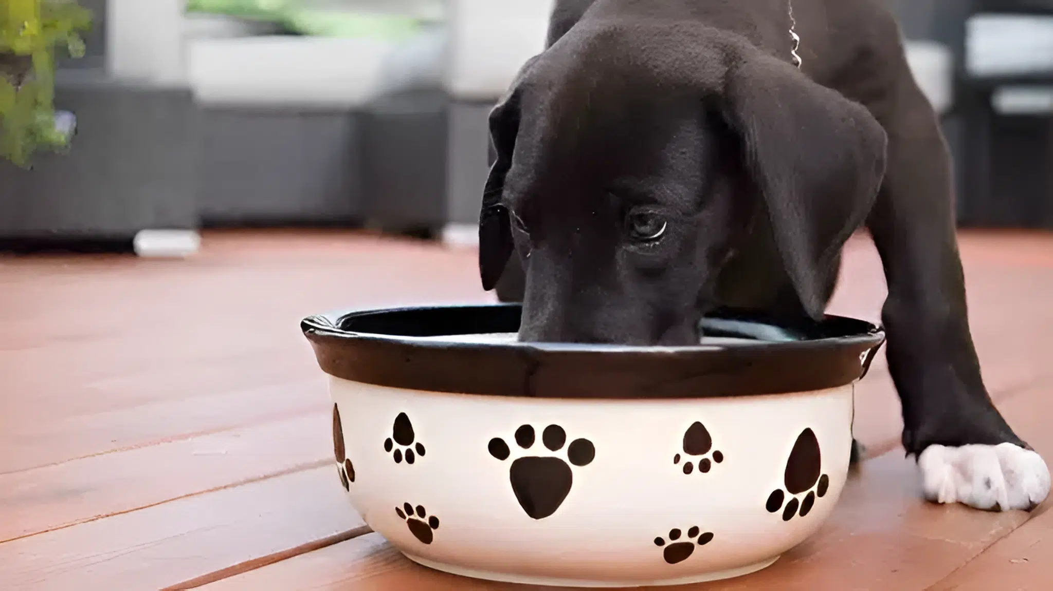 Guía de lo que necesitas cuando adoptas un Perro