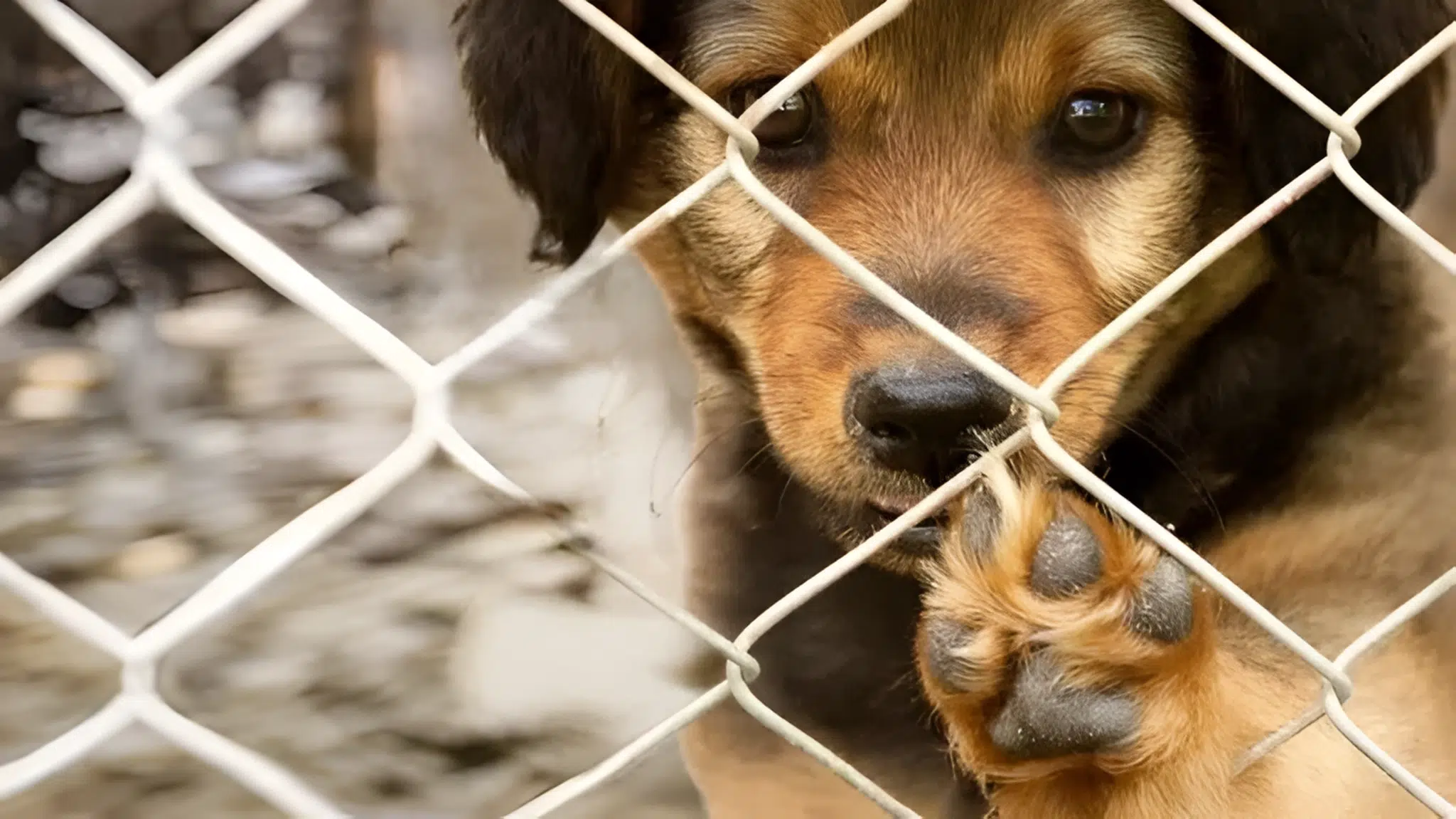 Guía de lo que necesitas cuando adoptas un Perro