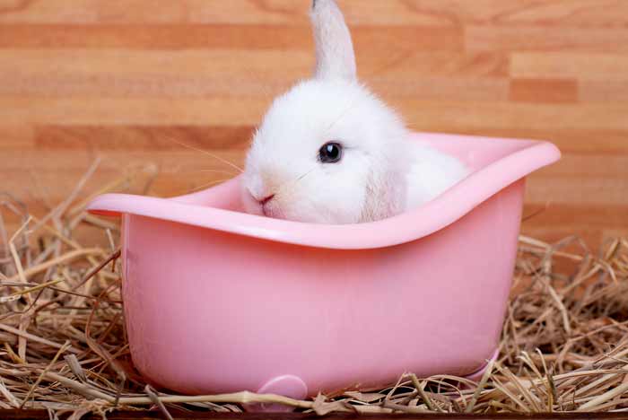 Guía de como bañar a tu Conejo