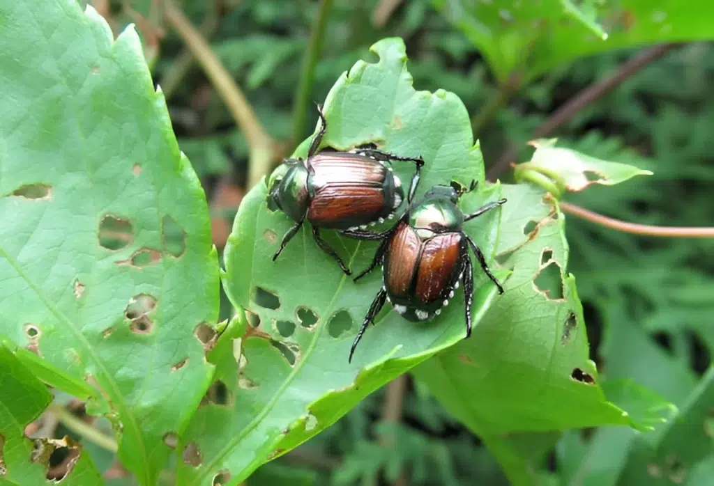 A. Identificación temprana de plagas y enfermedades Inspeccionar regularmente las plantas en busca de signos de plagas o enfermedades permite una intervención temprana. La identificación precisa facilita la elección de métodos de control adecuados. B. Métodos orgánicos de control Optar por métodos orgánicos, como la introducción de insectos beneficiosos o la aplicación de soluciones naturales, minimiza el impacto ambiental y preserva la salud del suelo y de las plantas. C. Uso responsable de pesticidas En casos extremos, el uso de pesticidas químicos puede ser necesario. Sin embargo, es fundamental seguir las instrucciones de manera rigurosa y limitar su uso para preservar la biodiversidad y la salud del jardín.