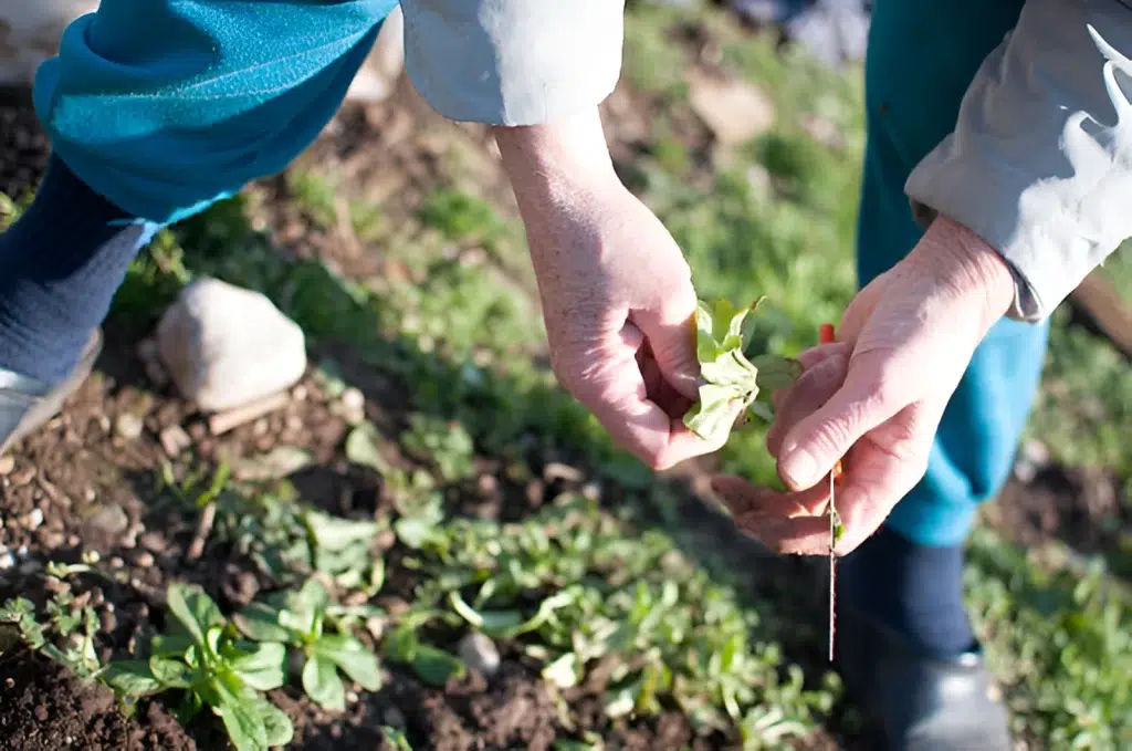 Guía Completa para Cuidar un Jardín