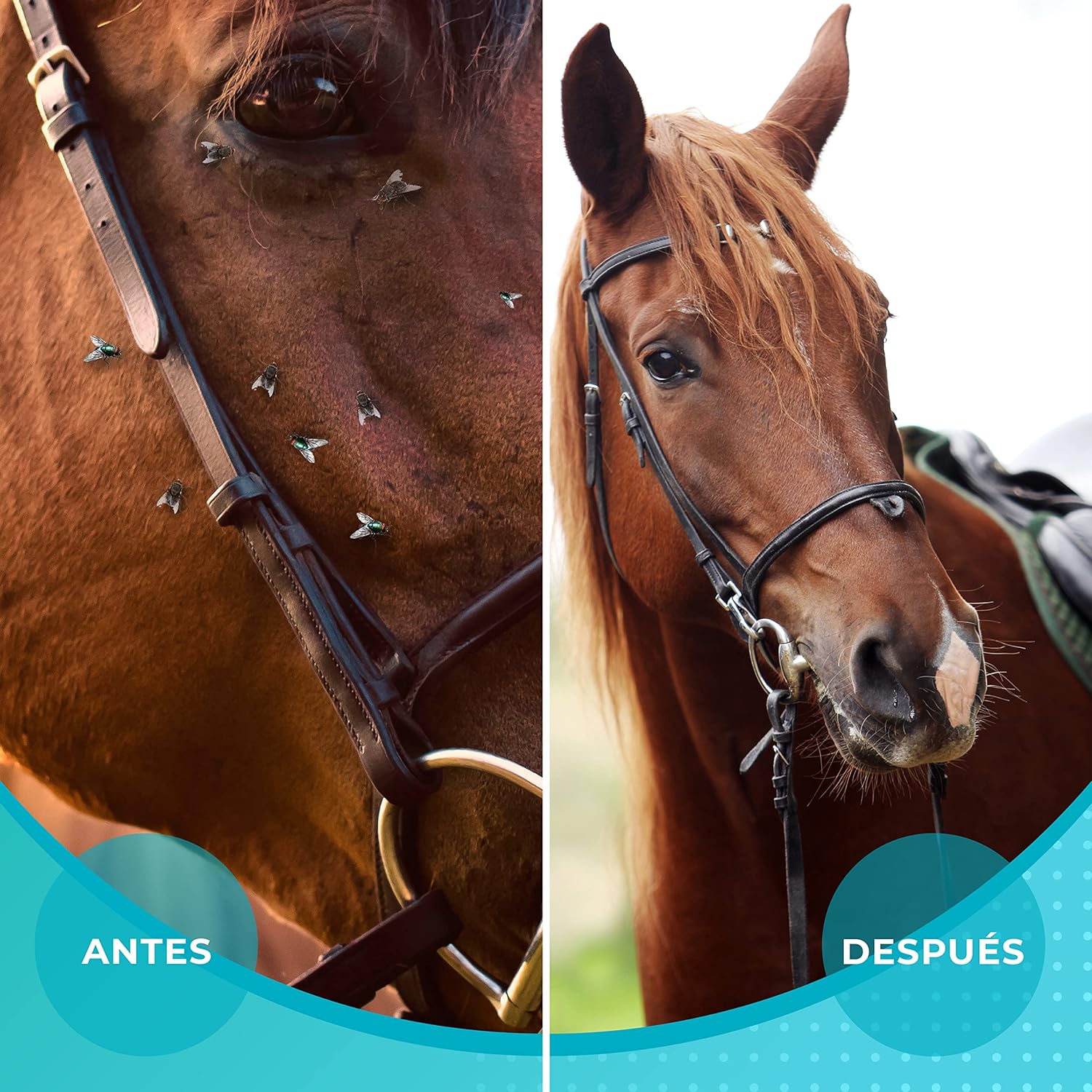 antes y después del spray repelente insectos para caballos
