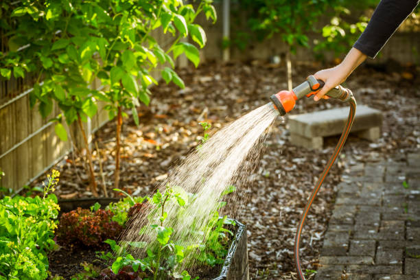 Guía Completa para Cuidar un Jardín
