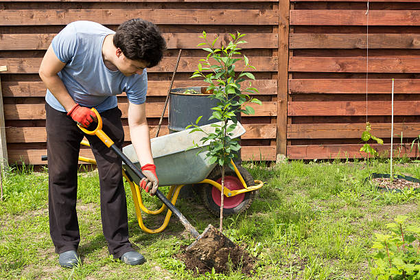 Guía Completa para Cuidar un Jardín