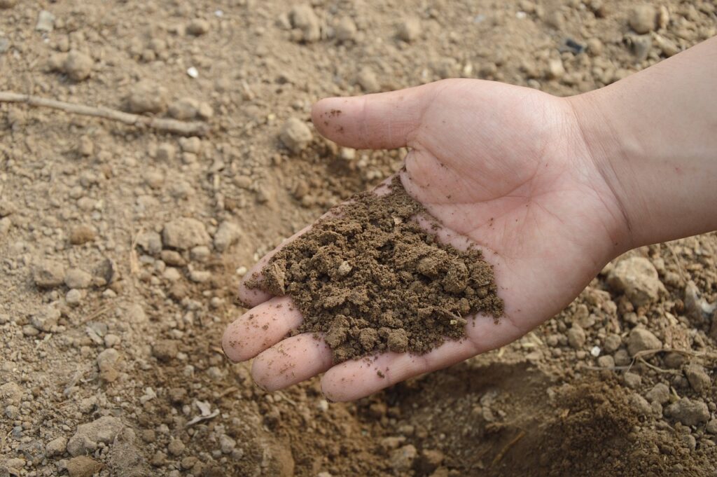 Guía Completa para Cuidar un Jardín