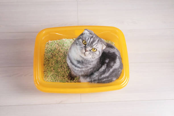 La "Guía para Elegir la Arena de tu Gato" es un recurso esencial que proporciona información clave sobre factores como la textura, absorción de olores, composición y preferencias del gato. Con consejos prácticos, esta guía ayuda a los dueños de gatos a tomar decisiones informadas para garantizar la comodidad y satisfacción de sus mascotas, así como la facilidad de mantenimiento del entorno.