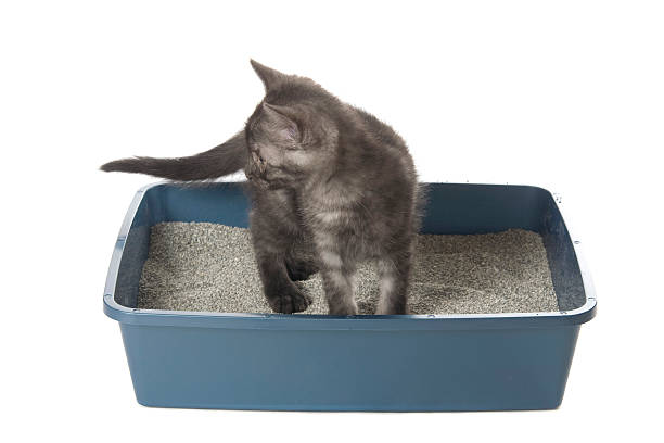 La "Guía para Elegir la Arena de tu Gato" es un recurso esencial que proporciona información clave sobre factores como la textura, absorción de olores, composición y preferencias del gato. Con consejos prácticos, esta guía ayuda a los dueños de gatos a tomar decisiones informadas para garantizar la comodidad y satisfacción de sus mascotas, así como la facilidad de mantenimiento del entorno.