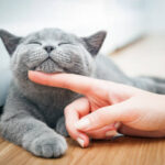 Descubre cómo brindar el mejor cuidado a tu gato en el entorno hogareño. Esta guía completa te proporcionará consejos prácticos y estrategias para asegurar el bienestar y la felicidad de tu felino en casa.