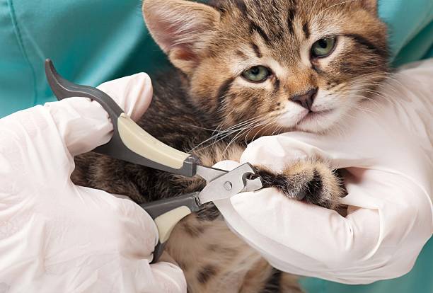 Guía Completa: Cómo Cortar las Uñas a tu Gato en Casa