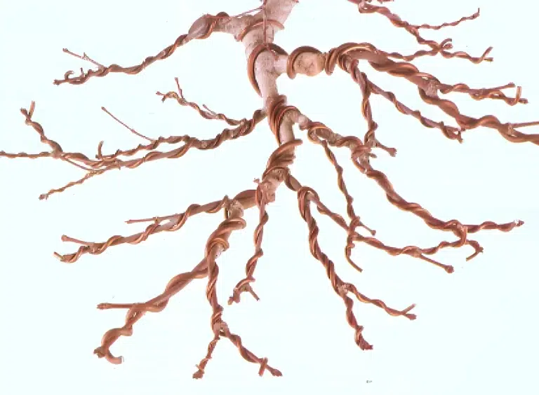 En el apasionante mundo del arte del bonsái, cada árbol cuenta una historia única que se moldea a través del tiempo, la paciencia y la habilidad del jardinero. El alambrado de un bonsái es una de las técnicas más fundamentales y gratificantes que un entusiasta de este arte puede dominar. No se trata solo de dar forma a las ramas y al tronco, sino de crear una expresión viva de la naturaleza en miniatura, donde cada curva y cada ángulo cuentan una historia de equilibrio y armonía. En esta guía completa, te adentrarás en el fascinante mundo del alambrado de bonsáis, aprendiendo paso a paso cómo dar forma y dirección a la evolución de tus árboles en miniatura. Desde la elección de los materiales adecuados hasta la aplicación de la técnica con precisión y cuidado, descubrirás cómo transformar tus bonsáis en verdaderas obras maestras de la naturaleza. Acompáñanos en este viaje donde exploraremos los secretos y las técnicas detrás del alambrado de bonsáis, desentrañando los misterios de la estética y la práctica que dan vida a estas increíbles obras de arte vivientes. Prepárate para sumergirte en un mundo de creatividad, paciencia y conexión con la naturaleza mientras te convertimos en un maestro del alambrado de bonsáis.